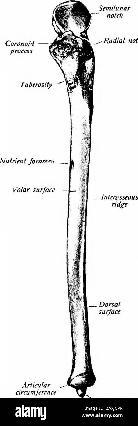 A manual of anatomy . radial notch {incisura radialis) is at the lateral margin of thecoronoid process. It is concave dorsoventrally and comparativelysmall, accommodating the head of the radius. Medially it joinsthe semilunar notch and all of its other margins serve for attachmentof ligaments. The shaft {corpus ulnce) is tapering and its distal extremity isslightly ciirved, laterally. It presents three surfaces and threemargins. The ventral, or volar surface, is smooth and concavo-convex. It affords origin for the mm. supinator, flexor digitorum THE ULNA 51 profundus, pronator teres and pronat Stock Photo