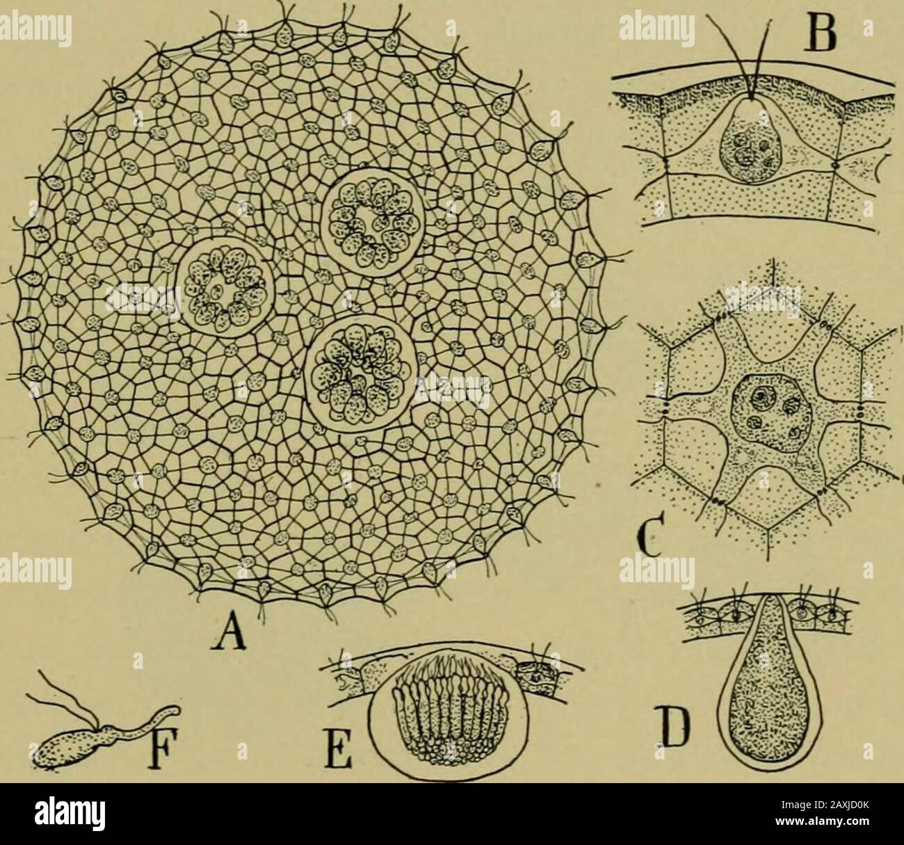 Nature and development of plants . ospore, resulting from the union of the gametes, developsa thick cell wall, the contents assumes a reddish color and itpasses into a resting stage (Fig. 102, I;). When conditions arefavorable, it germinates as shown in Fig. 102, G-H. In thebeautiful spherical colonies of Eudorina and Volvox (Fig. 103)the differentiation of the gametes is complete. Certain cellsproduce but one large female gamete that remains motionless DEVELOPMENT OF PLANTS 161 in the mother cell while other cells form numerous small motilemale gametes which are yellowish in color. In Volvox, Stock Photo