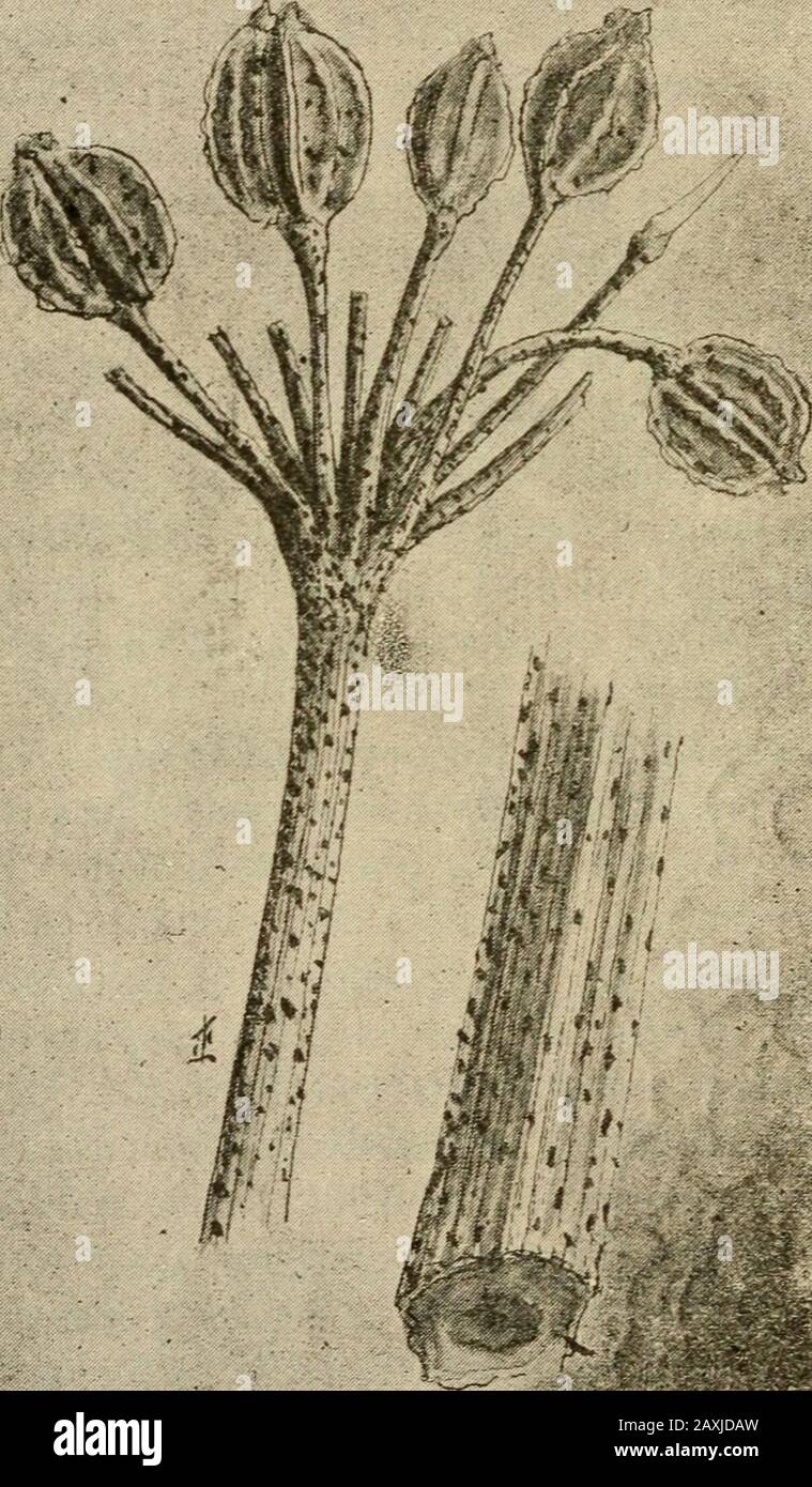 Fungi and fungicides; a practical manual, concerning the fungous diseases of cultivated plants and the means of preventing their ravages . etts Experiment Station,1891 (p. 231); and Bulletin No. 51, New York Experi-ment Station. Still another celery leaf fungus, belong-ing to the genus Phyllosticta, has been described byDr. Halsted. Treatment for Celery Diseases.—The mostpromising method of preventing these celery diseases isthat of spraying the young plants with dilute Bordeauxmixture, beginning soon after they come up in the seed-bed, and continuing the treatment at intervals of tendays or t Stock Photo