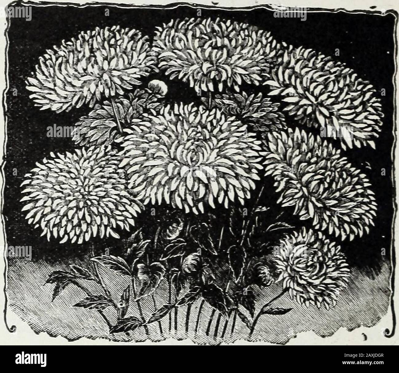 Flower seeds . New Comet Aster. NEW COMET ASTER. The plants of this new variety are perfectly true in character,growing twelve to fifteen inches high and covered with large,double flowers, as shown in the illustration. The flowers measurefrom by2 to ilA inches in diameter, resembling in shape and artis-tically curved and twisted petals, the finest Chinese Chrysanthe-mums. Mixed colors. Pkt., 50 seeds, 5 cts. NEW WHITE COMET ASTER. Pkt.- 50 seeds, 6 cts. NEW QUEEN ASTER. Very dwarf, bushy plants, growing from ten to twelve inches high,excellent for pot culture as well as for bedding. The flower Stock Photo