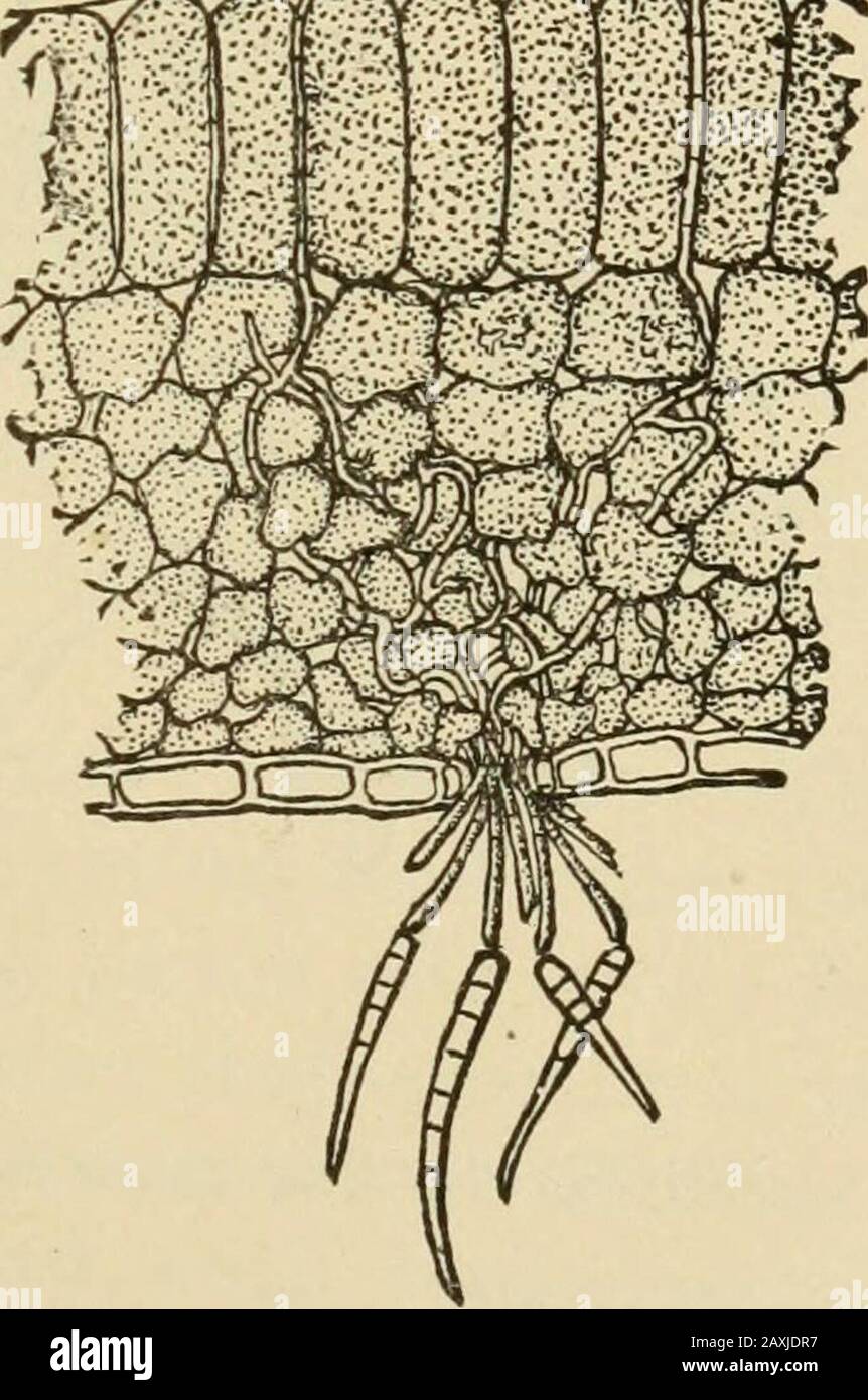 Fungi and fungicides; a practical manual, concerning the fungous diseases of cultivated plants and the means of preventing their ravages . 1300^3. a h FIG. 62, CELEKY LEAF-SPOT.a, Spores germinating; 6, section of leaf showing fungus. Magnified. tion are represented. No winter spores have yet beendiscovered. It has been found, in some localities, that celerygrowing in the shade is seldom affected by this fungus.Hence it is recommended that, unless fungicides are tobe employed, as advised below, the celery bed be placedin situations shaded by trees; or that it be artificially10 146 FUIfGI AXD F Stock Photo