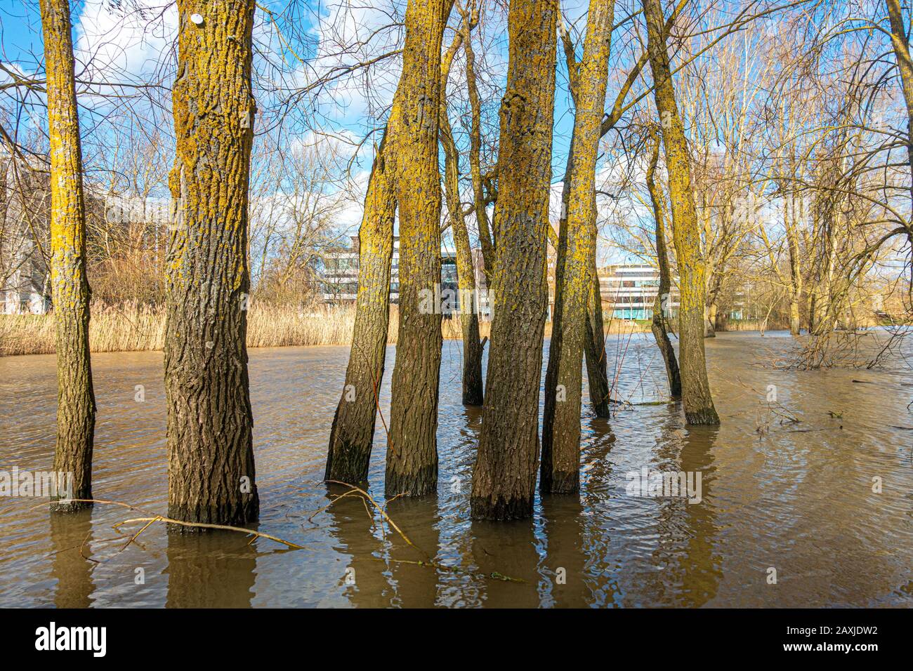 Environment and trees hi-res stock photography and images - Alamy