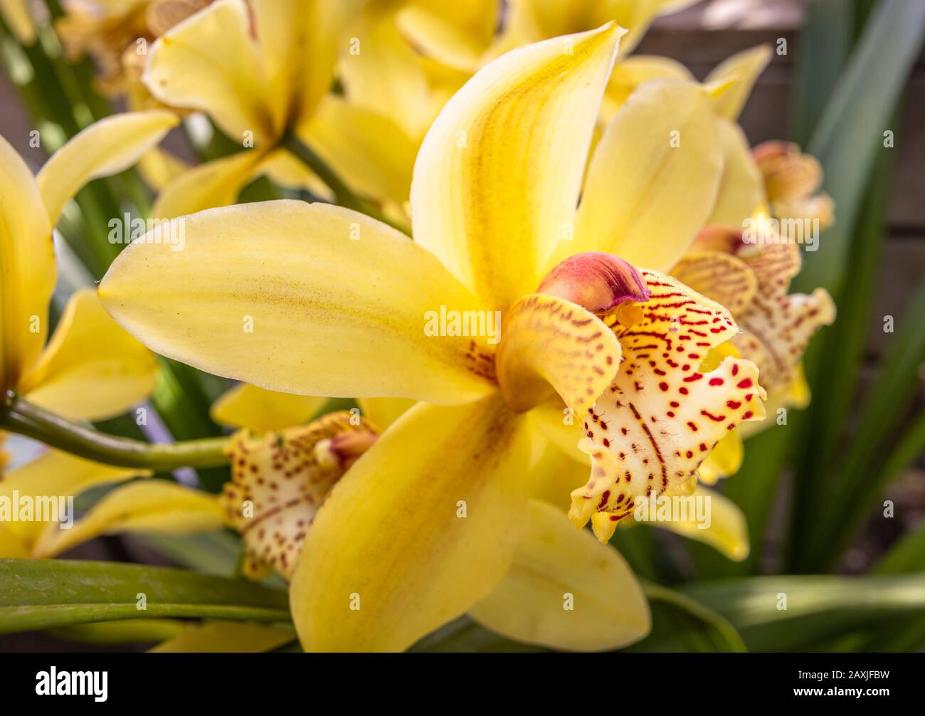 Close up view of the flower of the pale yellow orchid 'Cymbidium Angelica' (Christmas angel) in flower in the Glasshouse at RHS Gardens Wisley, Surrey Stock Photo