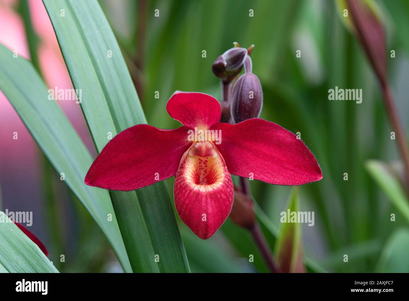 Orchid: Phragmipedium la Hougette gx. Botanic Garden, Surrey, UK Stock Photo