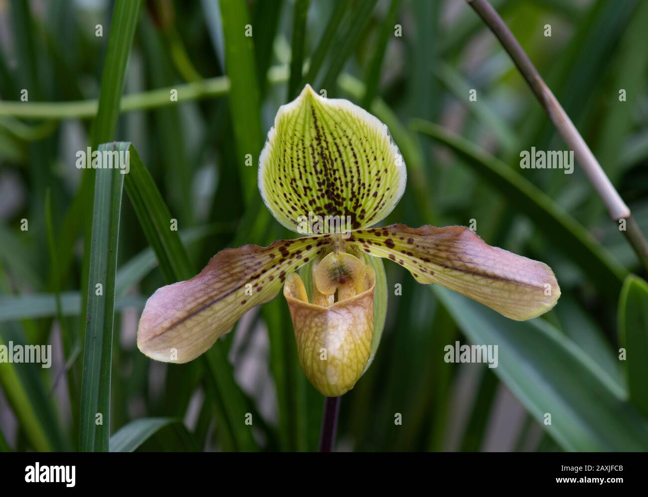 Orchid: Paphiopedilum crossianum gx.  Botanic garden, Surrey, UK. Stock Photo