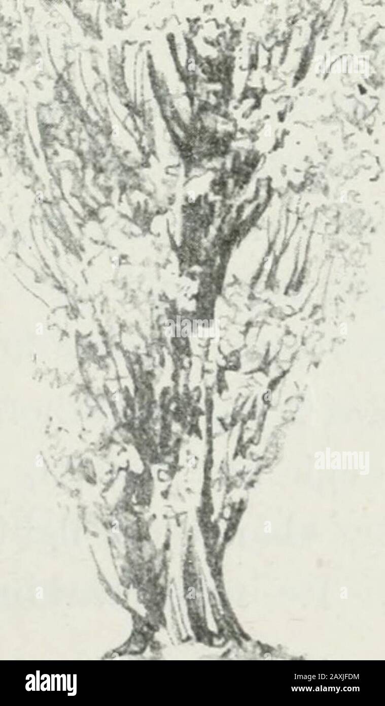 Aspen (Populus tremula) tree, artwork - Stock Image - C016/3342 - Science  Photo Library