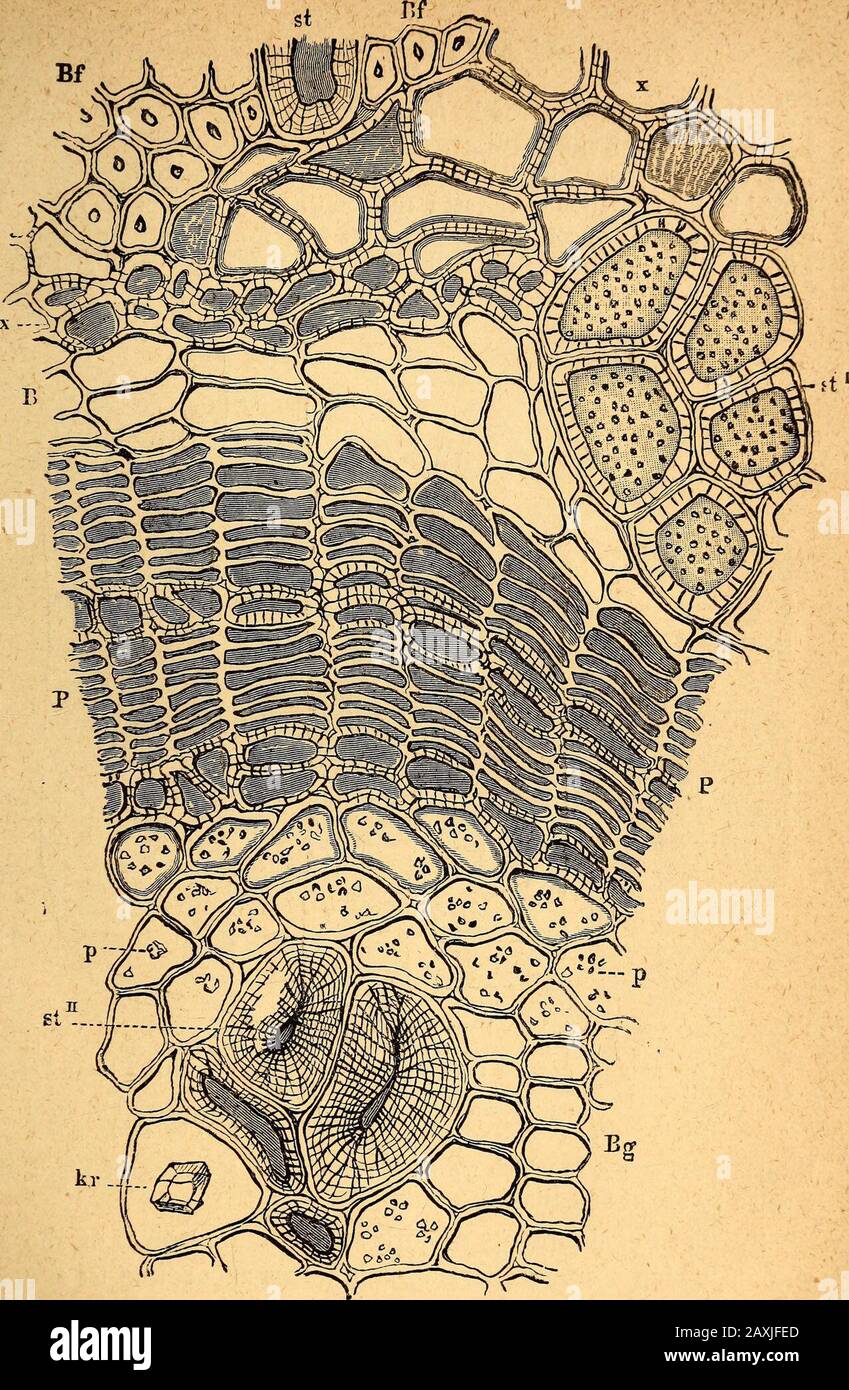 Text-book of structural and physiological botany . of cork formed of thin-walled cells parallelto the circumference of the stem, (x 370.) is firmer, less elastic, and more leathery than true cork.When it is several layers in thickness, thick and thin-walled layers often alternate (Fig. 67), causing frequently apeeling off, as in the birch and cherry; in the beech andsilver fir, on the contrary, the periderm does not peel off. Cark is the true healing-tissue of plants, and as such is of greatimportance. In the fresh surfaces of wounds, the uppermost layers ofcells as a rule dry up, while in the Stock Photo