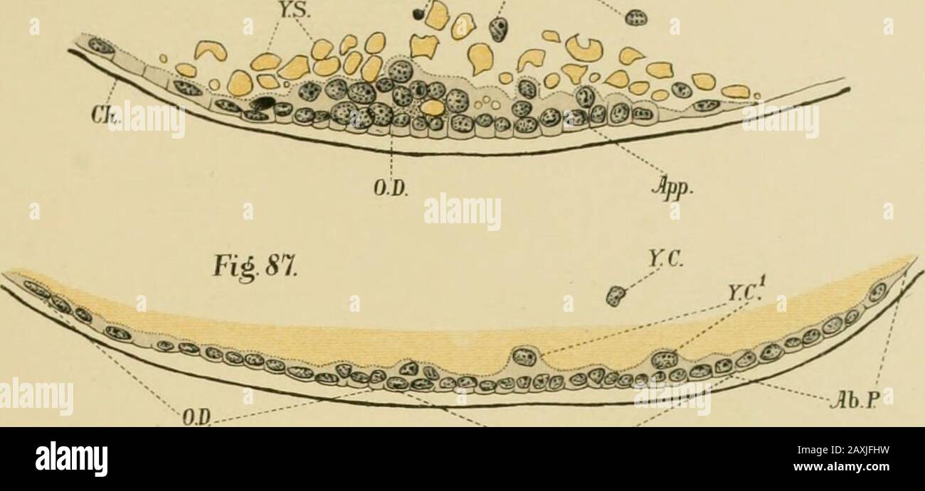 The embryology and metamorphosis of the Macroura . elast, and six hours older than that represented in Fig. 72. The optic disk is sectionedin Pig. 90 through its central proliferating area (C. J/.), and the rudiments of thethree naupliar appendages appear in Fig. 89. xll5. Fhj. 91. Transverse section cutting optic disks of embryo about nineteen hours older than that ofFig. 72 and twelve hours older than that represented by Figs. 80, 87. Wanderingcells (Y. C) have traveled to remote parts of the surface, and karyokiuetic figures(Y. C,^, Fig. 89) i)rove that they are in active division. xll5. RE Stock Photo