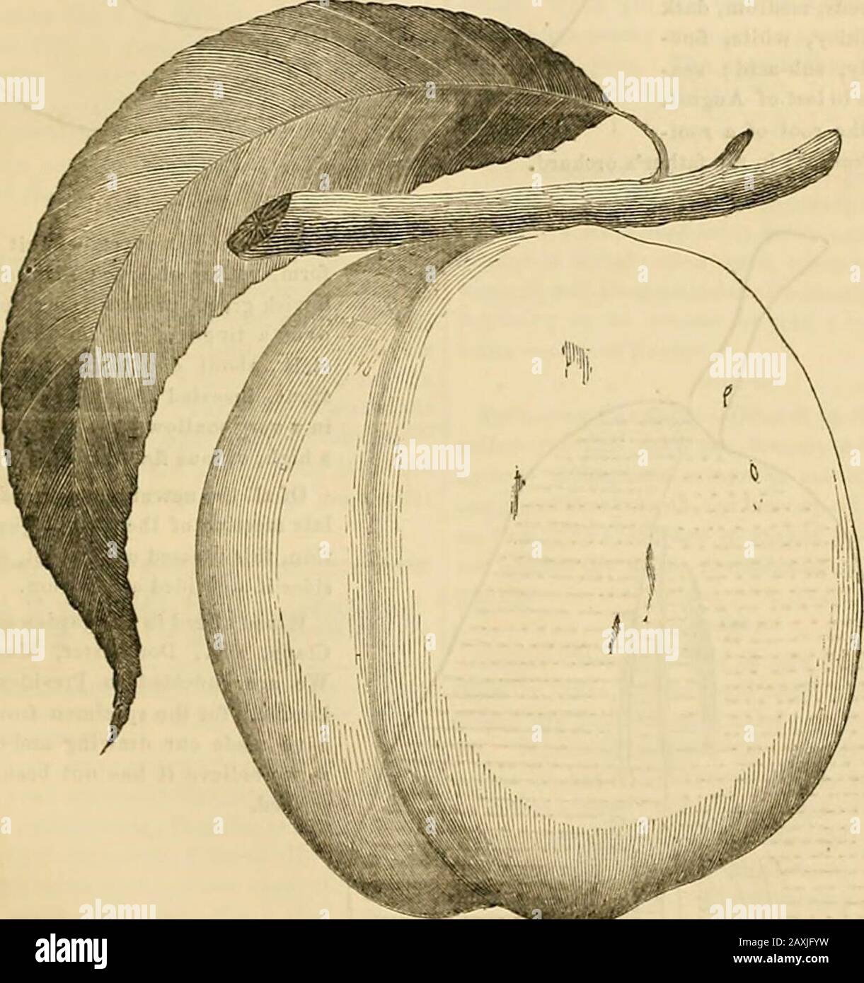 The Gardener’s monthly and horticultural advertiser . s in diameter; shape, egg ;suture, slightly marked on one side; basin, shallow; stalk, five-eighths of an inch; flesh, firm, of yellowcolor, melting, juicy, of good flavor, and very sweet; stone, small, and perfectly free; shoots, very vig-orous ; leaves, large, dark green, some measuring five and a half and six inches ; ripens first of September;color, greenish ycUuw ground, with beautiful red checks, dotted and marbled with darker red, the wholecolored with a thin white bloom; when the bloom is removed, it becomes transparent. [In a memor Stock Photo
