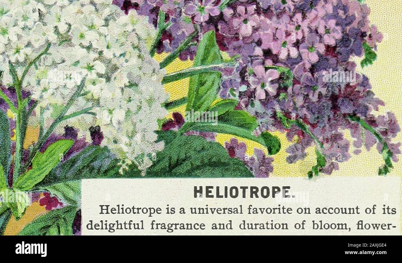 Flower Seeds Heliotrope Heliotrope Is A Universal Favorite On Account Of Its Delightful Fragrance And Duration Of Bloom Flower M Ing Equally Well As Bedding Plants In Summer Or As Pot Plants