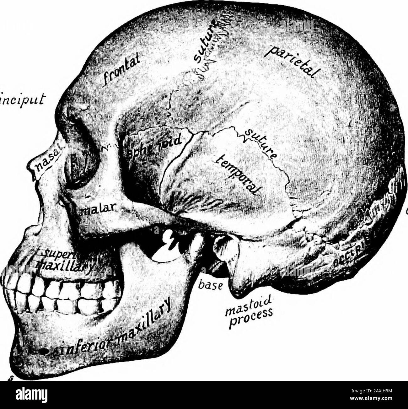 A manual of anatomy . med by the squamousportion of the occipital bone and the lower part of each parietal bone.Its lower limit is the superior curved line and in the middle of this isthe external occipital protuberance, or inion. The vertex {norma verticaUs) is the superior aspect of the skull 70 OSTEOLOGY and varies greatly. The sutures are quite pronounced. In themidline is the sagittal suture between the parietal bones. This joinsthe lamboidal suture, between the occipital and parietal bones, be-hind. This junction indicates the posterior fontanelle of the fetus.In front, the sagittal sutu Stock Photo