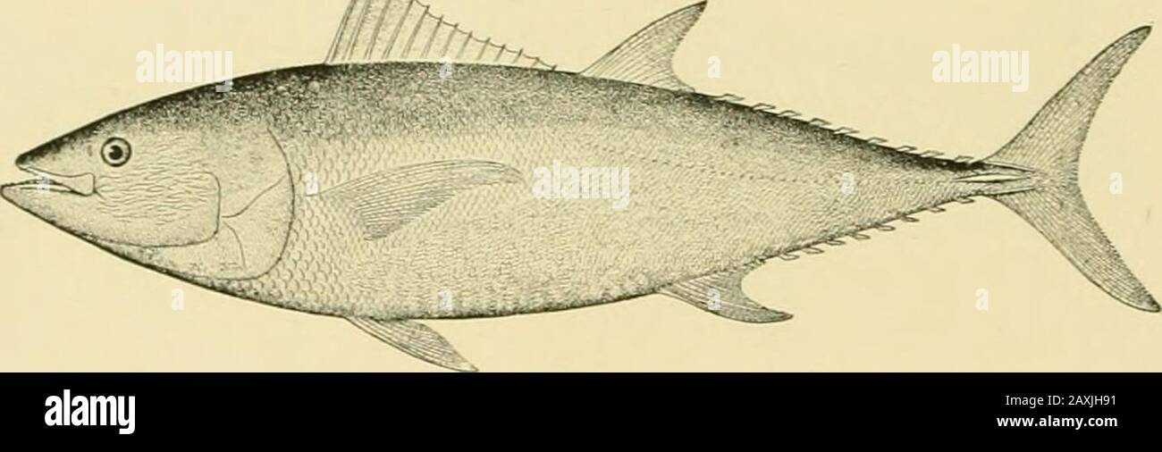 The food and game fishes of New York: . -. A.. In Southern California this fish is highly prized by anglers who are fond of biggame and hard play. In the Bay of Chaleur and off Caraquette, in the Gulf ofSt. Lawrence region, 100 Tunny were captured by means of baited lines, and thefishing was considered exciting because the fish pulled with such violence as toendanger the lives of the fishermen by dragging them overboard. This kind ofexercise miglit be had near Rockport, Mass., or off the New Jersey coast annuallyin summer. 85. Bonito I Stirt/ij sarda Bloch). Pchiiiiys sarJii Df.Kav, X. Y. Faun Stock Photo