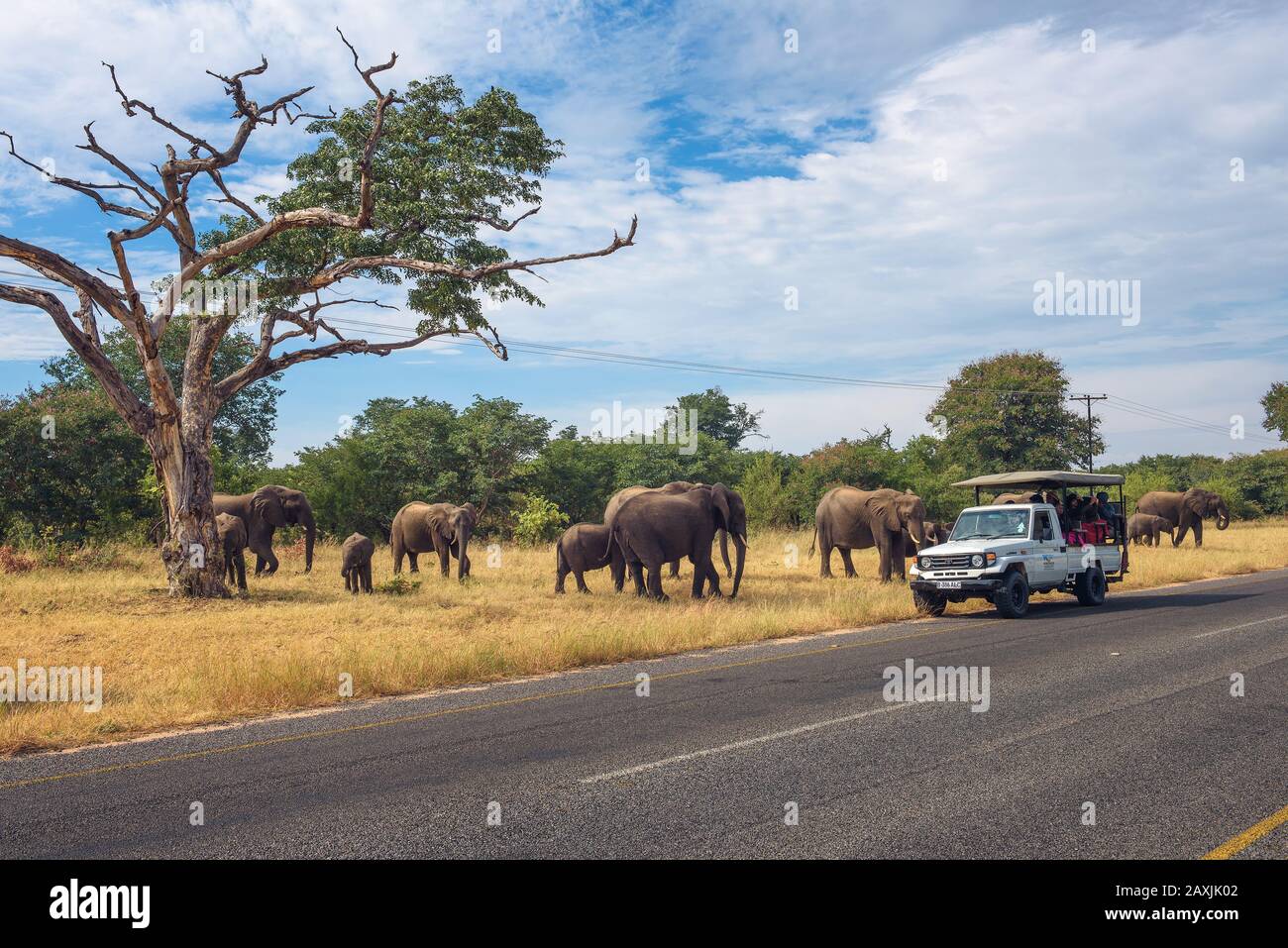 Herd of elephants crossing the road around a safari car in Chobe National Park Stock Photo