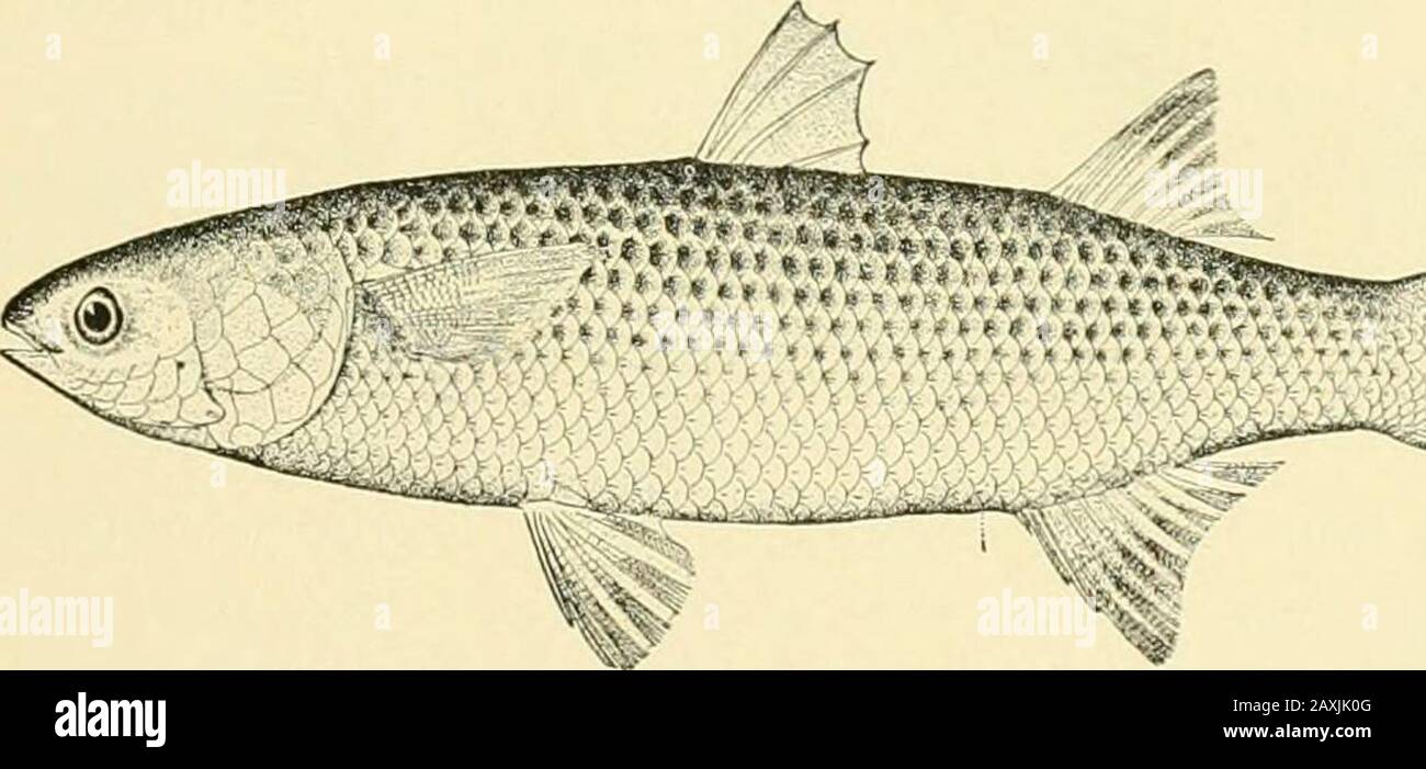 The food and game fishes of New York: . suited for a captive life andcan endure a temperature of /i jj in the salt water. THE FOOD AND GAMF. FLSHES OF NEW YORK. ?63 In 1898 the species was found for the State Museum at all Long Island localitiesvisited, Peconic Bay, Mecox Bay, the ocean at Southampton, and throughout GreatSouth Bay. Small individuals are sold in the markets as Whitebait. In the timeof DeKay the fish was called Anchovy and Sand Smelt and was esteemed a savoryfood. Twent)- years before he wrote of the fishes of New York, it was caught fromthe wharves and sold for bait. 80. Strip Stock Photo