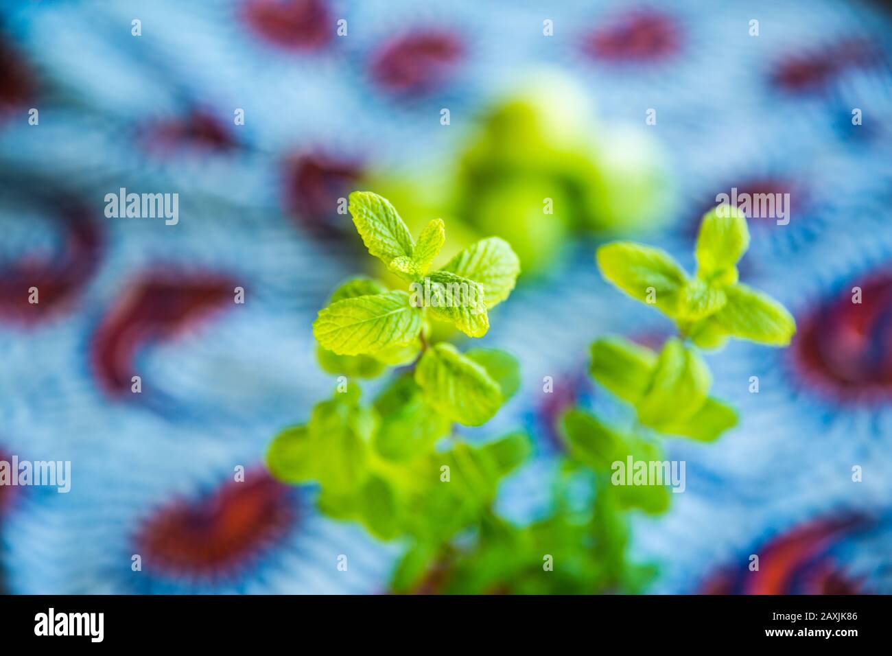 Mint house hires stock photography and images Alamy