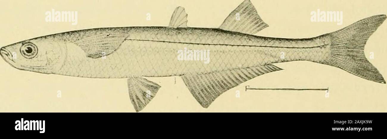 The food and game fishes of New York: . KlOKT OK THE l-OKEST, FISH AN!J CiAME COMMISSION. 79. Silversides; Friar; Whitebait (Miiiidia )iotata Mitchill). Athciiiia lutcita M riciiii.i,, Trans. Lit. & Phil. Soc. N. Y., I, 446, 1815; DeKay, N. Y. Fauna, Fislu-s, 141, ]il. 28, fig. 88, 1842, New York.Athcrina virii/cst-riis Ml rcmi.L, oj). cit., 447, 1815, X. Y.Chirostoma notatiim Goope & I!ka,n, liull. Esse.x Inst., XI, 21, 1879.Atherina mcitidia HeKay, oji. cit., 142, pi. 74, fig. 236, 1842, N. Y., not of Linn.€US.Menidia intahi Hk.vx. Pnill. U. S. F. (., Yll, 146. 1888 ; 19th Rept. Commrs. Fish Stock Photo
