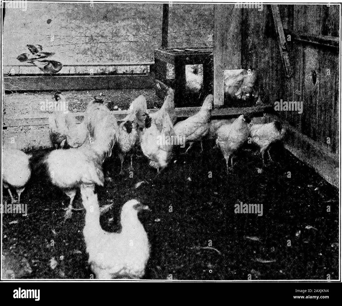The call of the hen; or, The science of selecting and breeding poultry for egg-production . ill proceed to show howto judge the hen with the least amount of time and labor. Fig. 1 shows the interior of an open-front colony house, largely usedaround Petaluma. The roosts are connected to the house by hinges, sothey can be hooked up out of the way while cleaning the house or ex-amining the hens, as in the present case. These houses are usuallyabout 8 feet wide and 10 feet deep inside, with 4 feet posts and pitchroof. These houses are open front, with the exception of 18 inches oneach side, as can Stock Photo