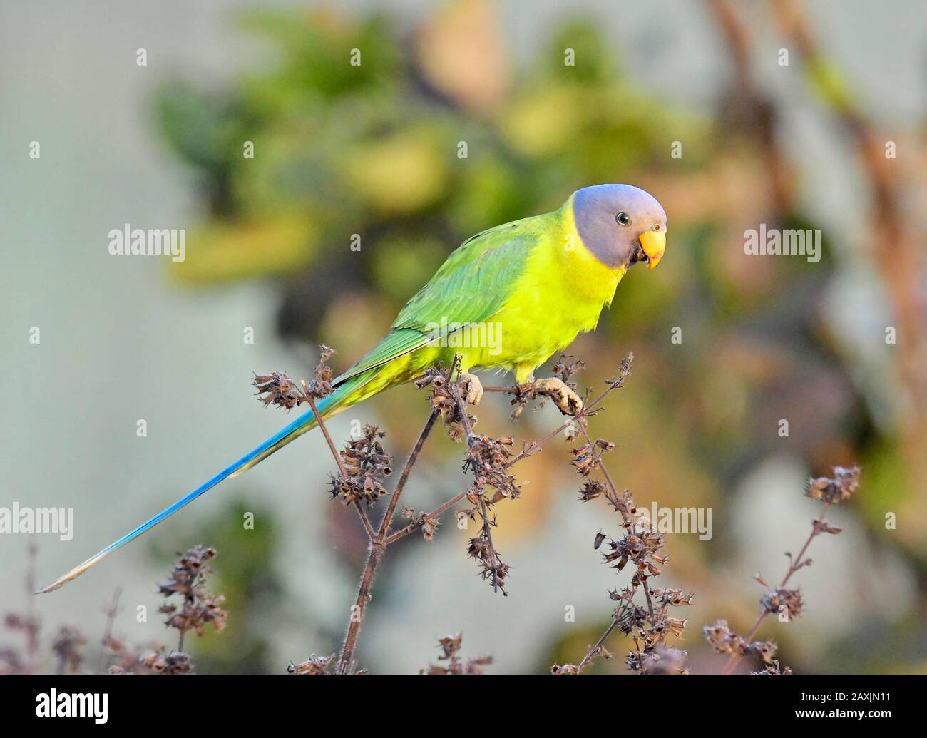 Plum headed parakeet Stock Photo Alamy