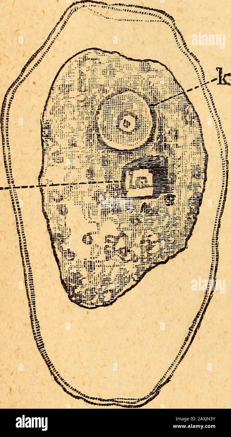 Text-book of structural and physiological botany . vegetation awakes, 30 Strtictural and Physiological Botany. form the starting-points of the new formation of large numbers of cells.(See also Chap. V.) Crystals occur in particular cells in almost all the higher vascularplants, less often also in the less highly organised Cryptogams ; and inConifers are also frequently found imbedded in the cell-wall. Theyconsist of calcium oxalate. The crystals, when separate, contain six equi-valents of water of crystallisation ; their stem-form is a blunt quadrateoctohedron (Fig. 48). The bundles of acicula Stock Photo