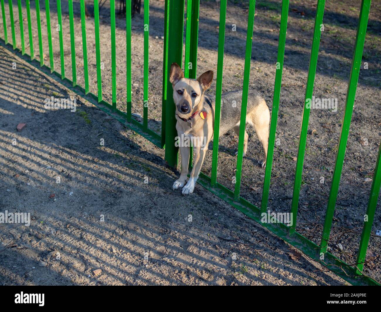 Family dog want to play with children but he know rules, he can't join playground then waiting and watching Stock Photo