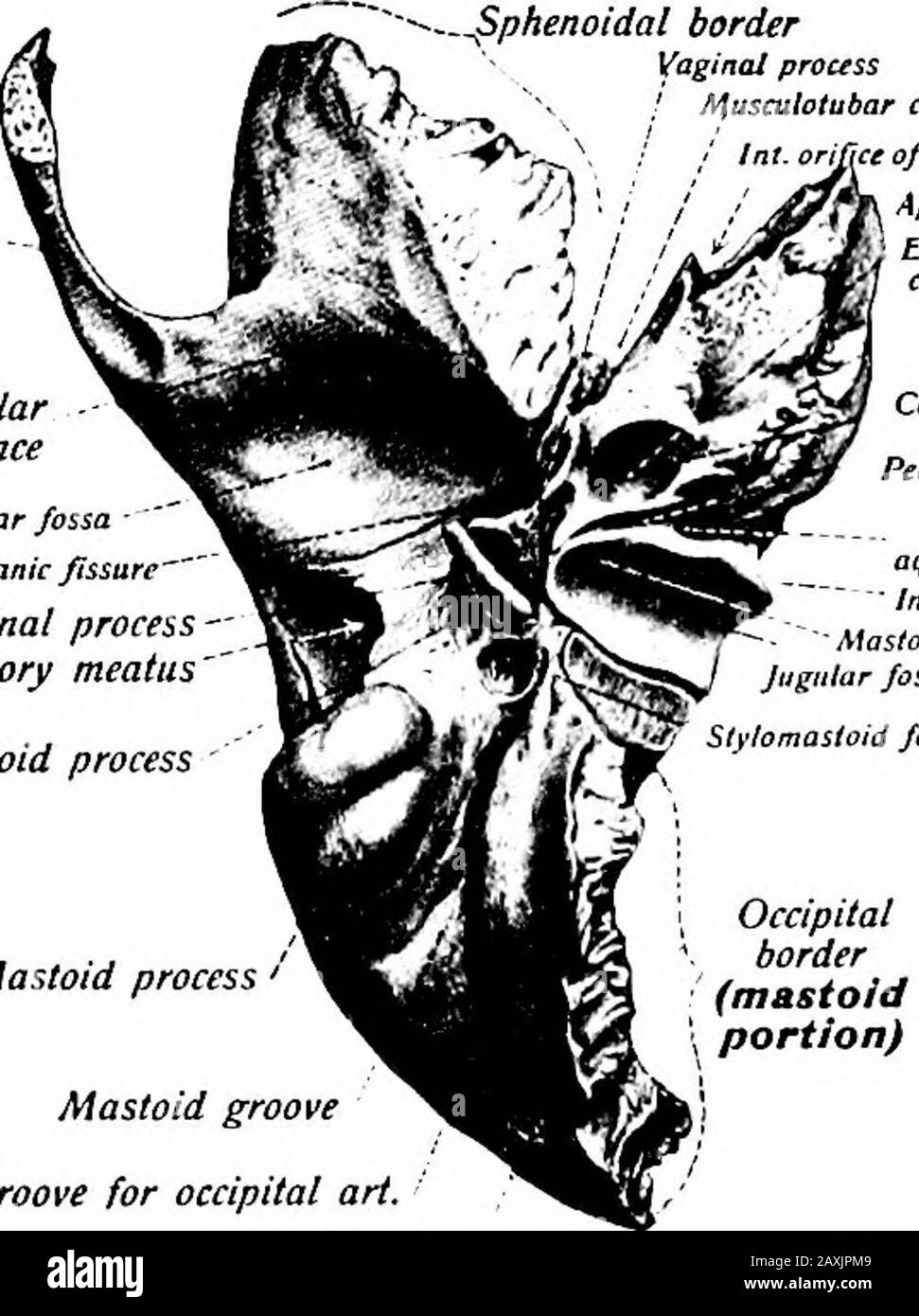 A manual of anatomy . E TEMPORAL BONES 55 stylohyoid and stylomaxillary ligaments. Behind the process is theforamen styloideum, for the facial nerve and the mastoid artery. Thejugular fossa {fossa jiigtdaris) is medial to the process and assists informing the jugular foramen. In the jugular fossa is the canalismastoideiis for the auricular branch of the vagus. In front of andlateral to the fossa is the carotid canal {canalis caroticus) for the trans-mission of the internal carotid artery and the sympathetic plexus.Upon the ridge separating the fossa and canal is the canalictdtistympanictis for Stock Photo