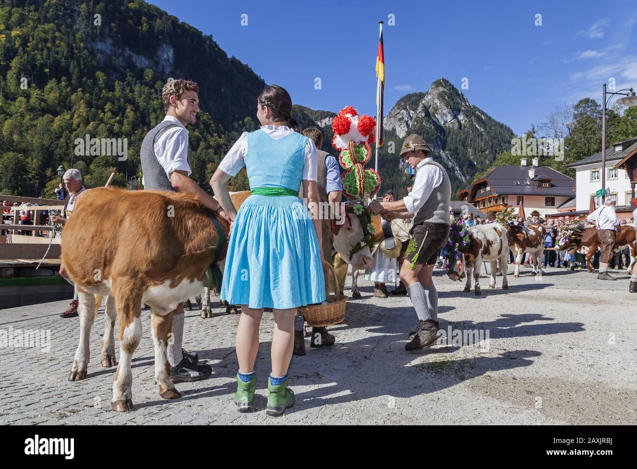 Aufkranzen', adornment of the cows at the cattle drive ('Almabtrieb') at Königssee, Saletalm (owned by the Resch family), arrival in Schönau, Berchtes Stock Photo