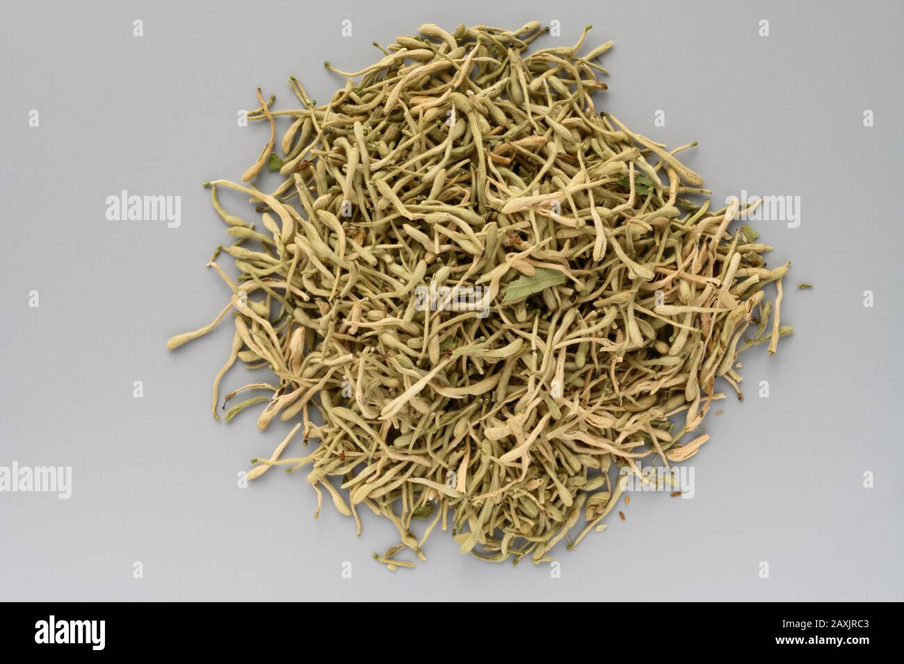 callisia turtle plant Callisia repens 'Turtle' — Variegated turtle plant main image 1
