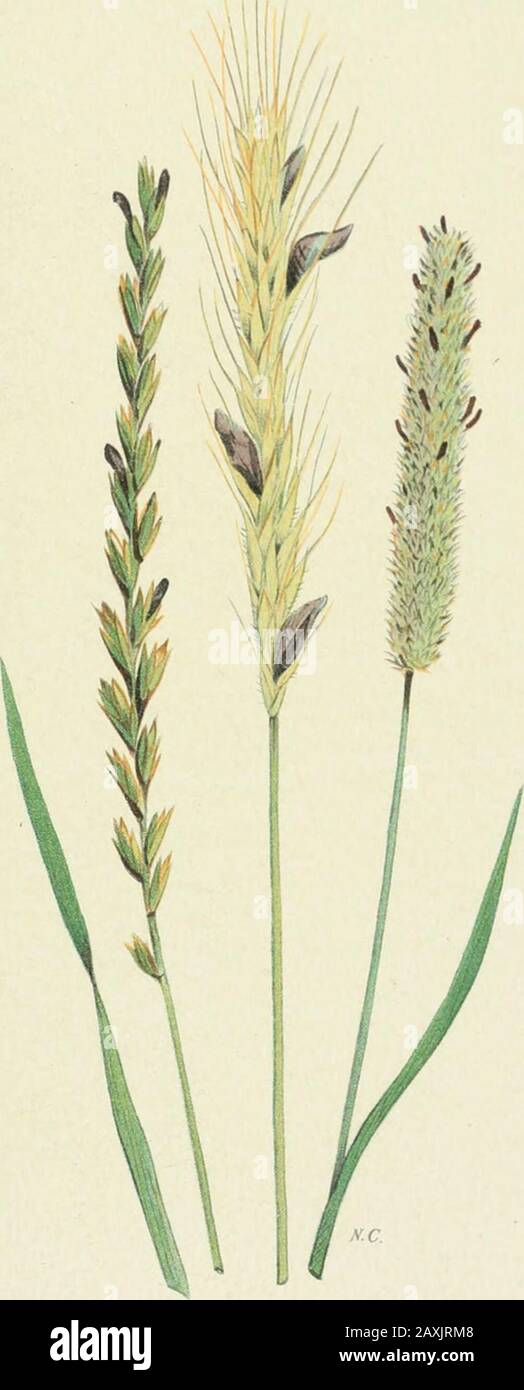 Common Couch Grass High Resolution Stock Photography And Images Alamy