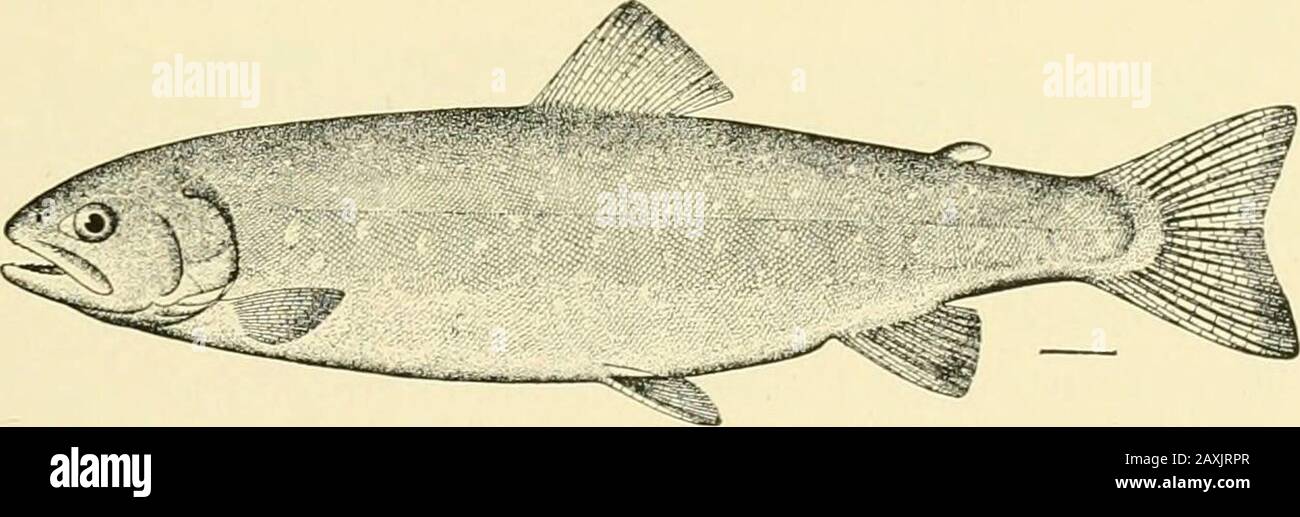 The food and game fishes of New York: . ch are equal to length of
