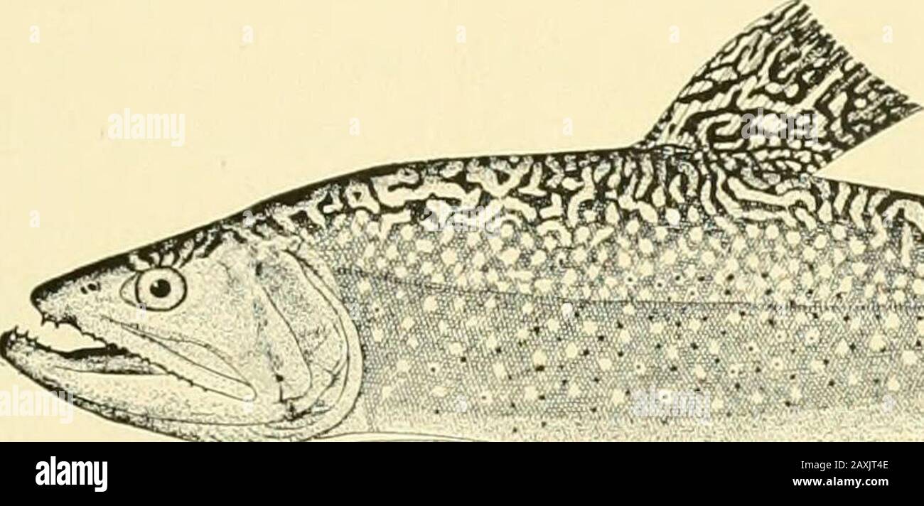 The food and game fishes of New York: . to THE FOOD AND GAME ELSIIES OF NEW YORK. 345 length of head. The least depth of the caudal peduncle is a little more than one-third of its greatest depth. The head is large and the snout somewhat obtuse.The eye is in front of the middle of its length, a little more than one-half as long asthe snout, and about one-sixth of length of head. The dorsal fin is about midwaybetween tip of snout and root of tail. The length of its base equals about half itsgreatest depth of body. The longest ray equals length of ventral. The ventralorigin is a little behind the Stock Photo