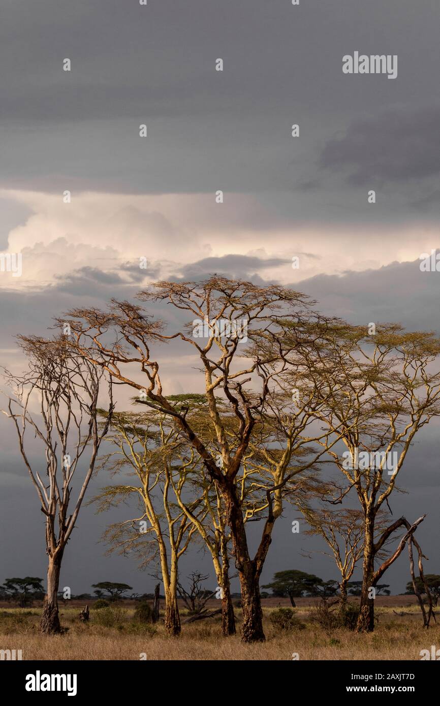 Dry trees are illuminated by the setting sun, Serengeti National Park, Tanzania Stock Photo