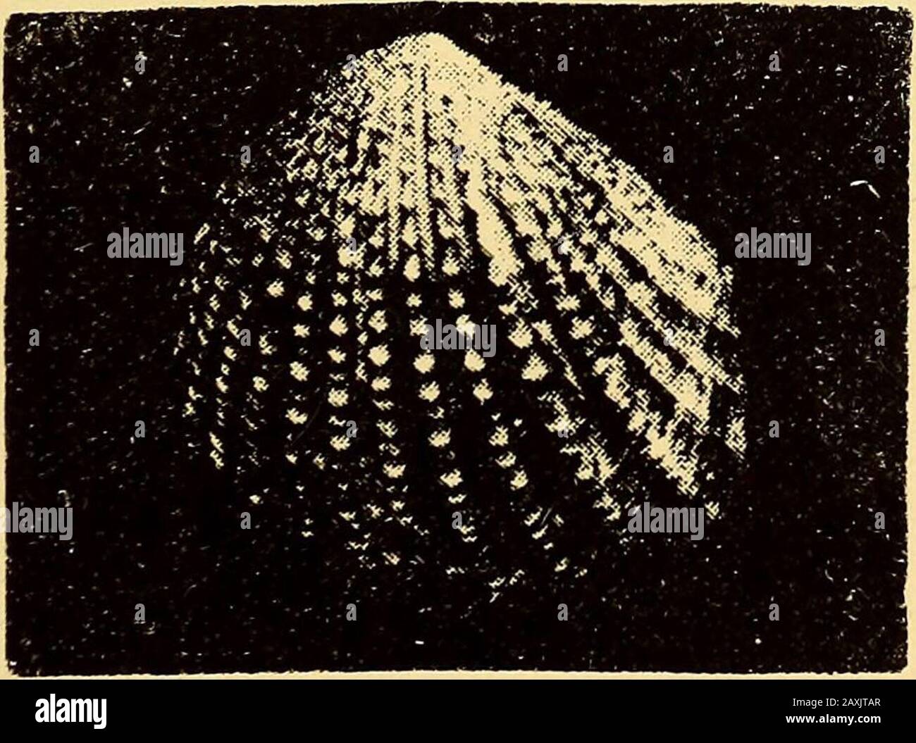 Journal and proceedings of the Royal Society of New South Wales . Fig. 23. Interior of valve of Trigonia margaritacea.. Fig. 24. Exterior of valve of Trigonia margaritacea. JOURNSL ROYAL SOCIETY, N.S.W., 1888. Pi»tei4 p«tnj Stock Photo