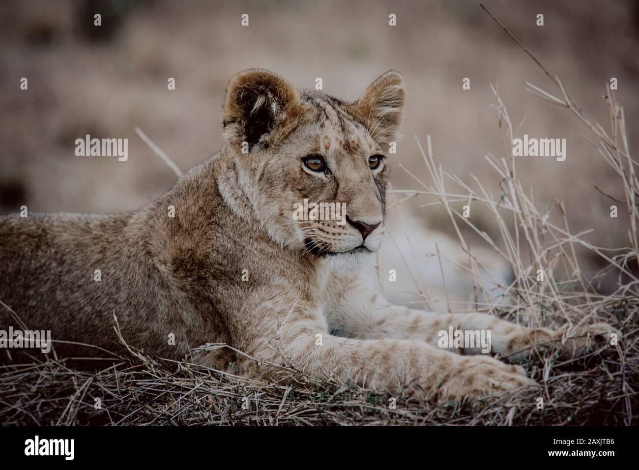 A young lion lies in the grass observing the area in the Serengeti National Park, Tanzania Stock Photo