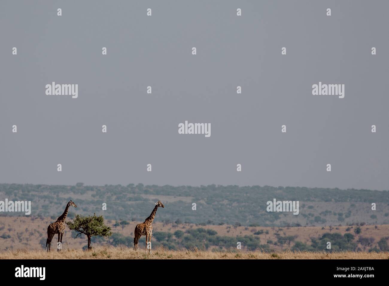 two giraffes standing next to a little tree in the savannah at the bottom left of the picture, Serengeti National Park, Tanzania Stock Photo