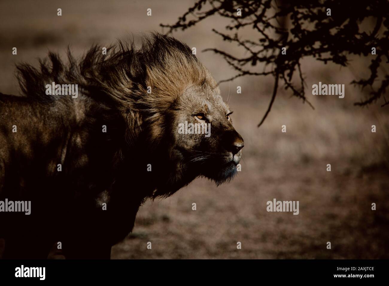 male lion hides in the tree shade in the Serengeti National Park Stock Photo