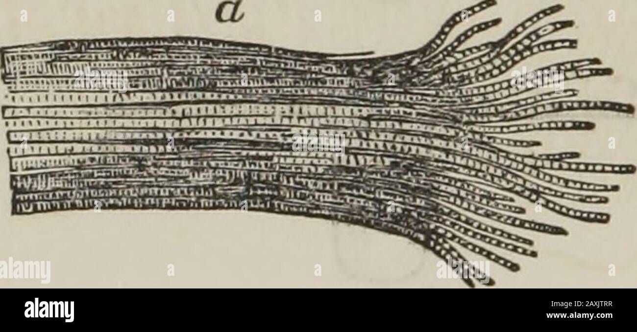 Human physiology : designed for colleges and the higher classes in schools and for general reading . Muscles made up of cells. Their contraction and relaxation. basement membrane, and upon these, as in the case of themucous coat of the alimentary canal, lie pavement cells. Thesecells, constituting the cuticle or scarf-skin, are much morenumerous than in the alimentary canal. There are manylayers of them. The outer cells dry by exposure to the air,and become scales. As these are rubbed off, the cells belowtake their places ; and there is a constant supply of fresh cellsfrom the basement membran Stock Photo
