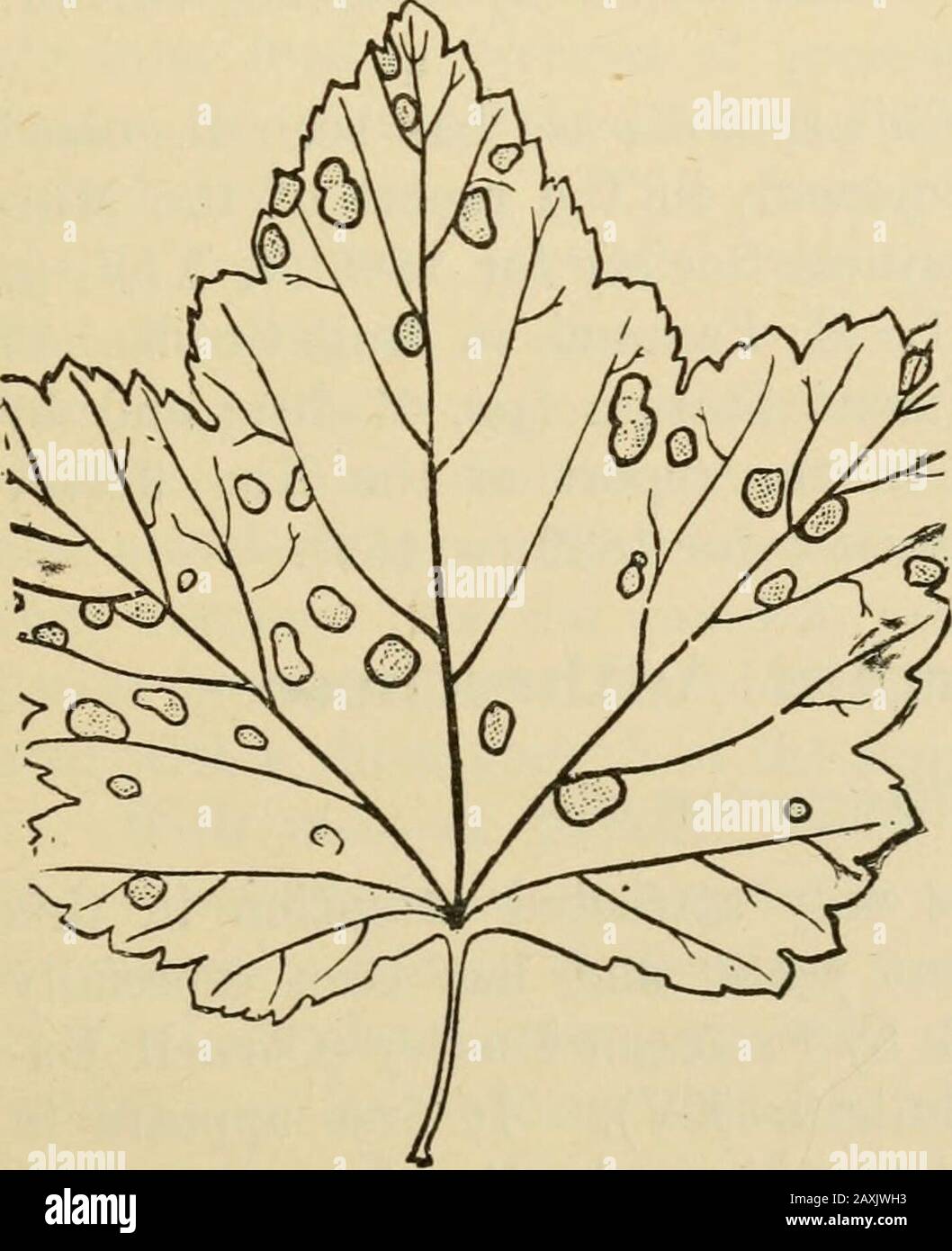 Fungi and fungicides; a practical manual, concerning the fungous diseases of cultivated plants and the means of preventing their ravages . an extendedaccount of grape anthracnose. Since then it has beenfrequently treated of in The Journal of Mycology, andin experiment station bulletins and reports. FUNGI AFFECTING THE CURRANT AND GOOSEBERRY The Leaf=spot Disease Septoria ribis and Cercospora angulata The foliage of currants and gooseberries is oftenattacked early in summer by two or more species offungi, which produce small brownish spots, at first oftenno larger than a pin head, but gradually Stock Photo