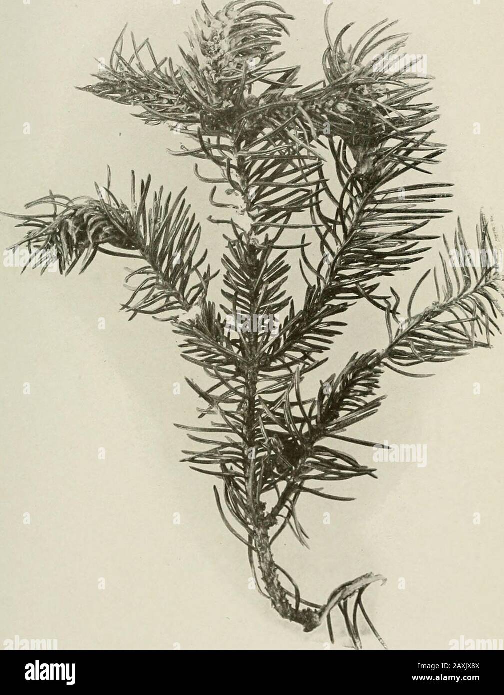 Annual report of the Maine Agricultural Experiment Station . Fijj. 141. C//innfs/aricmr/ts Palish, (.alls t)n white spruce. Fig. 142. C/icriJUs sii/n/is G]Ue{U Galls on Norway spruce Fig. 143 Stock Photo