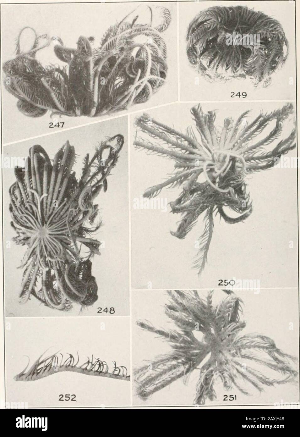 Bulletin - United States National Museum . 240-242, Liparometra articulata: 240, 241. Specimen from Siboga station Vht (U.S N.M., 1 . :s ; 242 iximal pinnules, X 2.24.5-246, Lampromelra palmata palmata: 243, 244, nens from Singapore (C. M.); 245, specimen from New Guinea (Berl. Mus.); 246, the central portion of a vcrj large specime Sibogr, station 115, reef (Amsterdam Mus.). U S. NATIONAL MUSEUM BULLETIN 82. PART 4A PLATE 54. ?nprometra palmata palmata: 247, 248, I I ? type specin don aequipinna from an ui. locality (H. M.)i 249, specimen from Mortlock Island, Carolines (H. M.); 250, 251, th Stock Photo