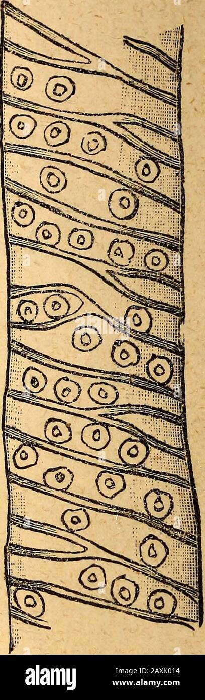 Text-book of structural and physiological botany . Fig. 33. — Annular cellfrom an Opuntia withrings passing over intoa spiral band, (x 400.) Fig. 34- — Annular cellfrom the balsam, Bal-samina hortensis, withthe primary cell-wallbulging into a barrel-shape between therings, (x 400.) Fig. 35.—Piece of a re-ticulately pitted tra-cheide from the lime,Tilia grandifolia. (x400.) layers, are also called tracheides (Fig. 35); they occur, forexample, abundantly in the yew, lime, and Viburnum, The increase in thickness of the cell-wall takes a very peculiar formin the epidermal cells of many Urticace8e Stock Photo