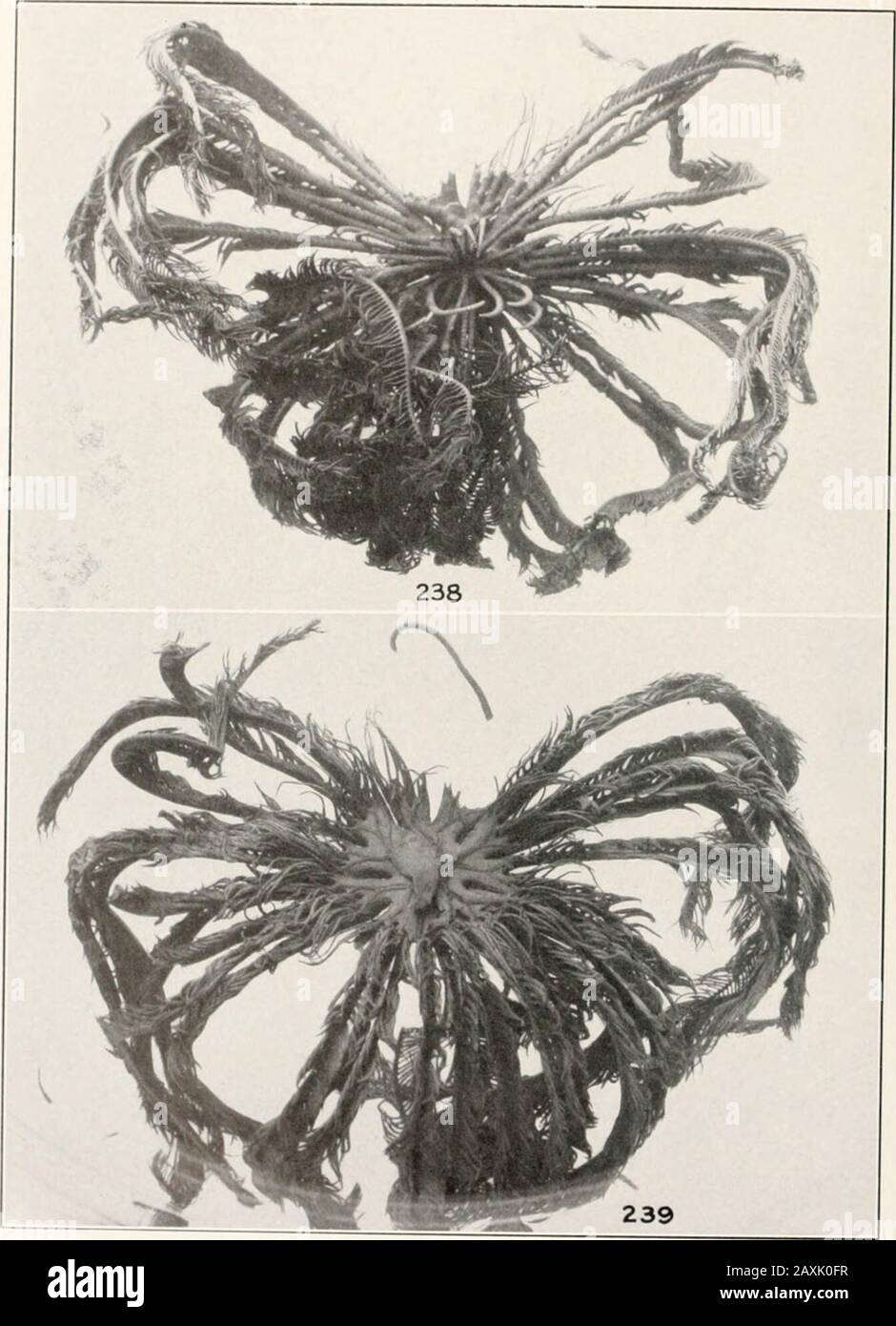 Bulletin - United States National Museum . 231, 232, Stephanometra protcclus: 231, The type specimen of llimeromelra acuta from Fiji (M. C. /... 2SS) (seealso fig. 228); 232. the type specimen of //. heliaster from Ebon, Marshall Islands, pinnules, X 2(M. C. Z., 290) (see also fig. 227).233, 234, Stephanometra indica: 233, Specimen from lat. 8°5130 N., long. 81*11*52 E., in 51 meters, collected by the Investigator (U.S.N.M., 35107); -;4, same, proximal pinnules, X 2. 235-237, Pelomelra ambonensis: 235, The type specimen collected by the Danish Expedition I Kei 1 .lands at Amboina (C. M.); 236, Stock Photo