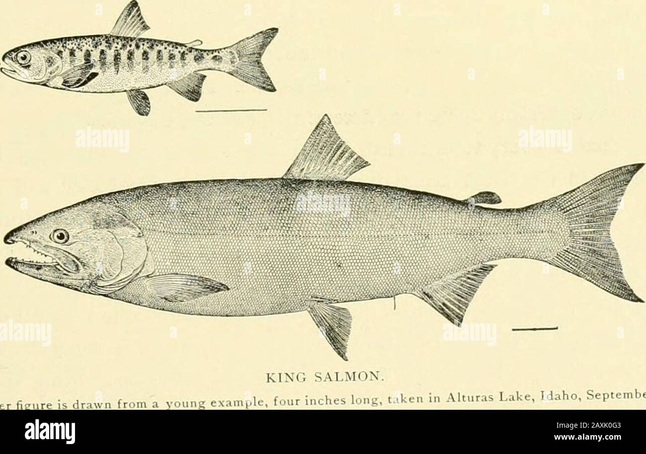 The food and game fishes of New York: . al peduncle, ...-.-- i|/^ Depth of body at dorsal origin, ..------ 4^^ Length of head, 3/4^ Length of maxilla, . - - . - ^ , Diameter of eye, -....-.--- yz Length of longest gill raker, - Vif&gt; THE FOOD AND GAME FISHES OF NEW YORK. ^23 The mandible projects slightly. B. 8 ; D. 11 ; A. 11 ; V. 11. Scales 8-75-8 ; gillrakers, 17-I-27. The female received November 25, 1896, is 15 inches long. 57. King Salmon ; Quinnat Salmon (Oiiior/iynchiis tshaiuytsiha Walbaum). (Introduced.) 0,n-or/iy„c/ii,s clwuicha Jordan & Gilhert, Bull. 16, U. S. Nat. Mus., 306, 18 Stock Photo