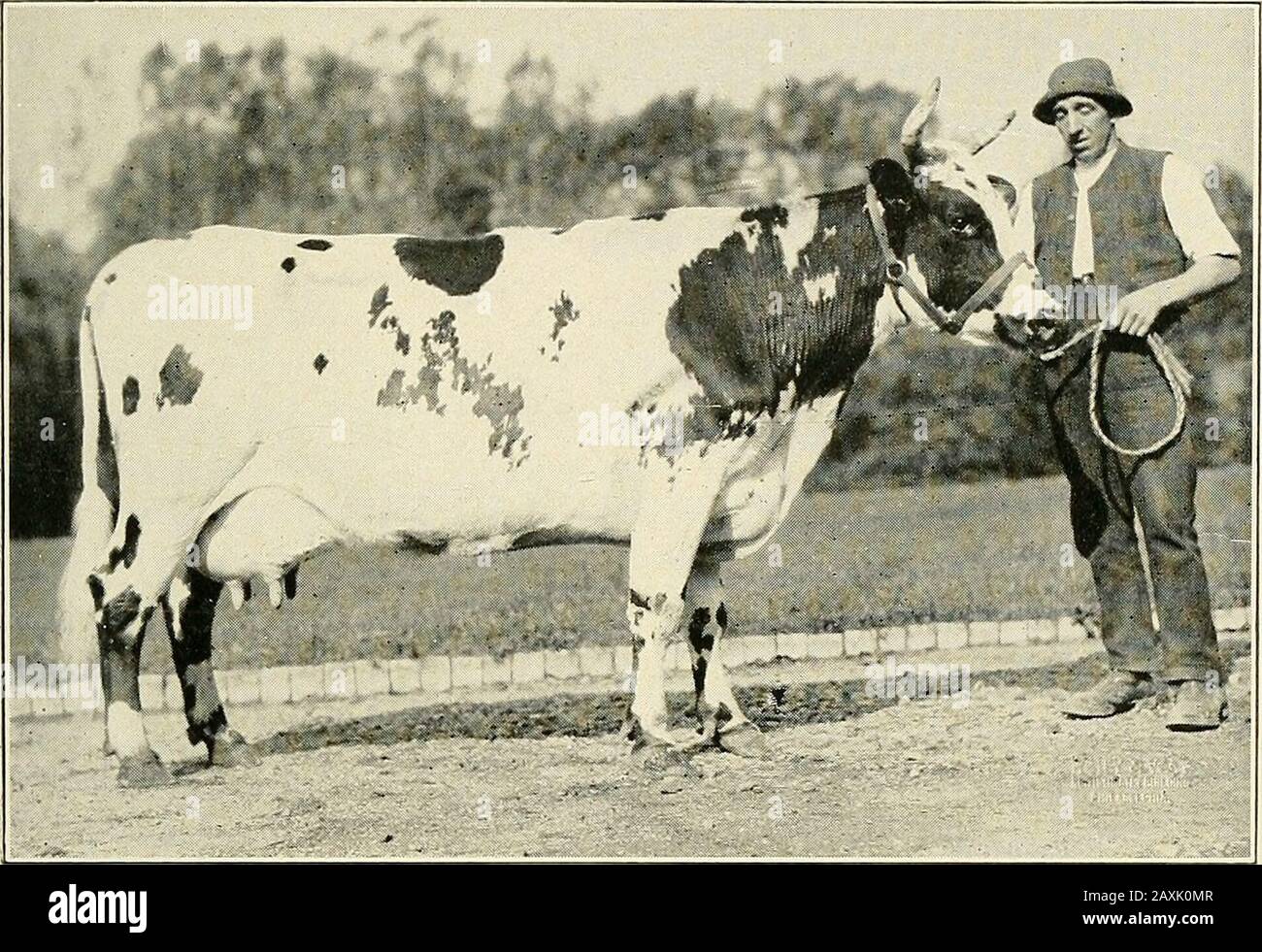 Ayrshire year book . OsHAWA Lady 2d Four-year-old record: 11.254 lbs. milk, 430.73 lbs. fat, 507 lbs. butter, 3.83% fatOwned by Highland Farm, Bryn Mawr, Pa. Stock Photo