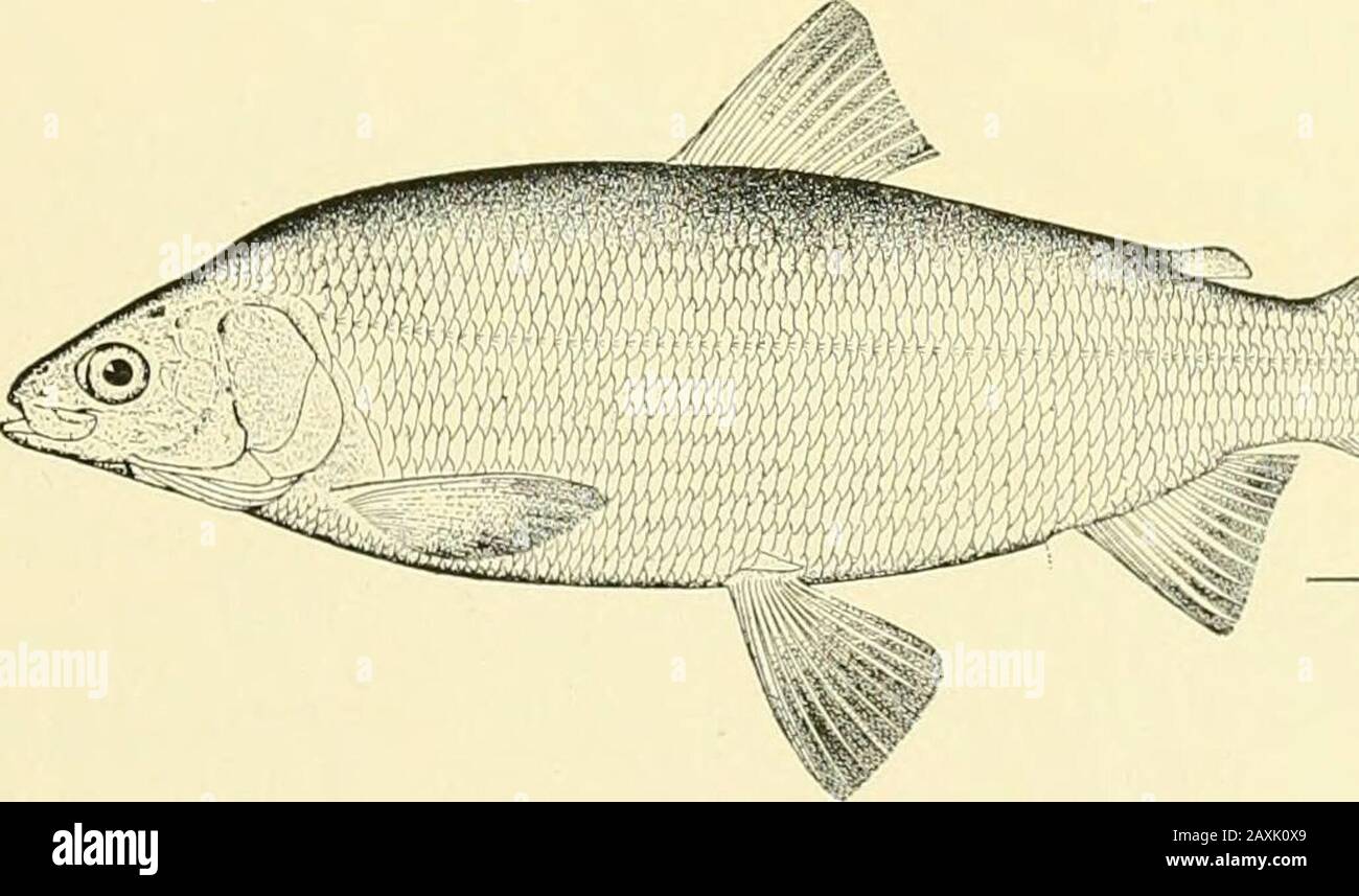 The food and game fishes of New York: . ined less than twice in the length of the head andextends backward to or be-oad the posterior edge of orbit. Till-: FOOD AND GAiME FISHES OF NEW YORK. 56. Tullibee ; Mongrel Whitefish {Ari^yrostviiiis Uillihcc Richardson). Coregoiii/s tulliln-c Jordan & CiIlrert, Bull. 16, U. S. Nat. Mus., 301, 1883; Bean,Fishes Penna., 70, pi. 27, fig. 49, 1893. Argyrosoiiiiis tiillihee Jordan, Man. Vert. ed. 2, 361, 1878 ; Evf.rm.ann & Smith, Rept.U. S. F. C, XX, 320, pi. 28, 1896 ; JoRn.4N & Evf,rm.n, Bull. 47, U. S. Nat. Mas.,473, 1896 ; B|.-.AN, Bull. Amcr. Mus. Na Stock Photo