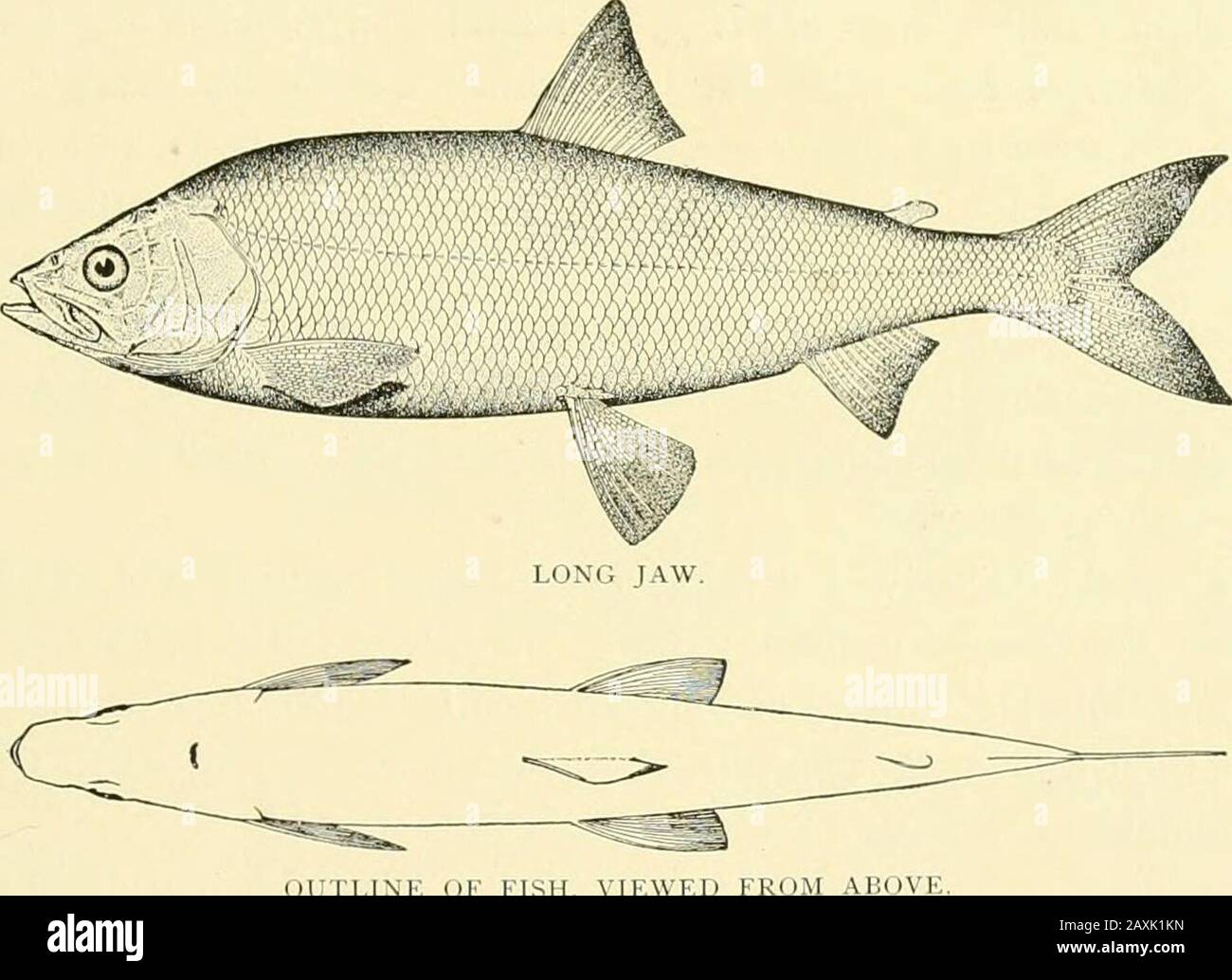 The food and game fishes of New York: . deep water and, notwithstanding its small size, has become commerciallyimportant. It was for the first time announced as a member of the New York-fauna in 1897, and the description leaves no doubt of the correctness of the identi- THE FOOn AND GAME FISHES OF NEW YORK. 319 fication. The fish examined, a female with ripe eggs, was taken in CanandaiguaLake, December 19, 1S96, by Mr. Annins men. It was tlie only one caught, andwas captured by becoming gilled in the funnel of the net. Mr. Annin is satisfiedtliat this is the Lake Shiner of the fishermen, which Stock Photo