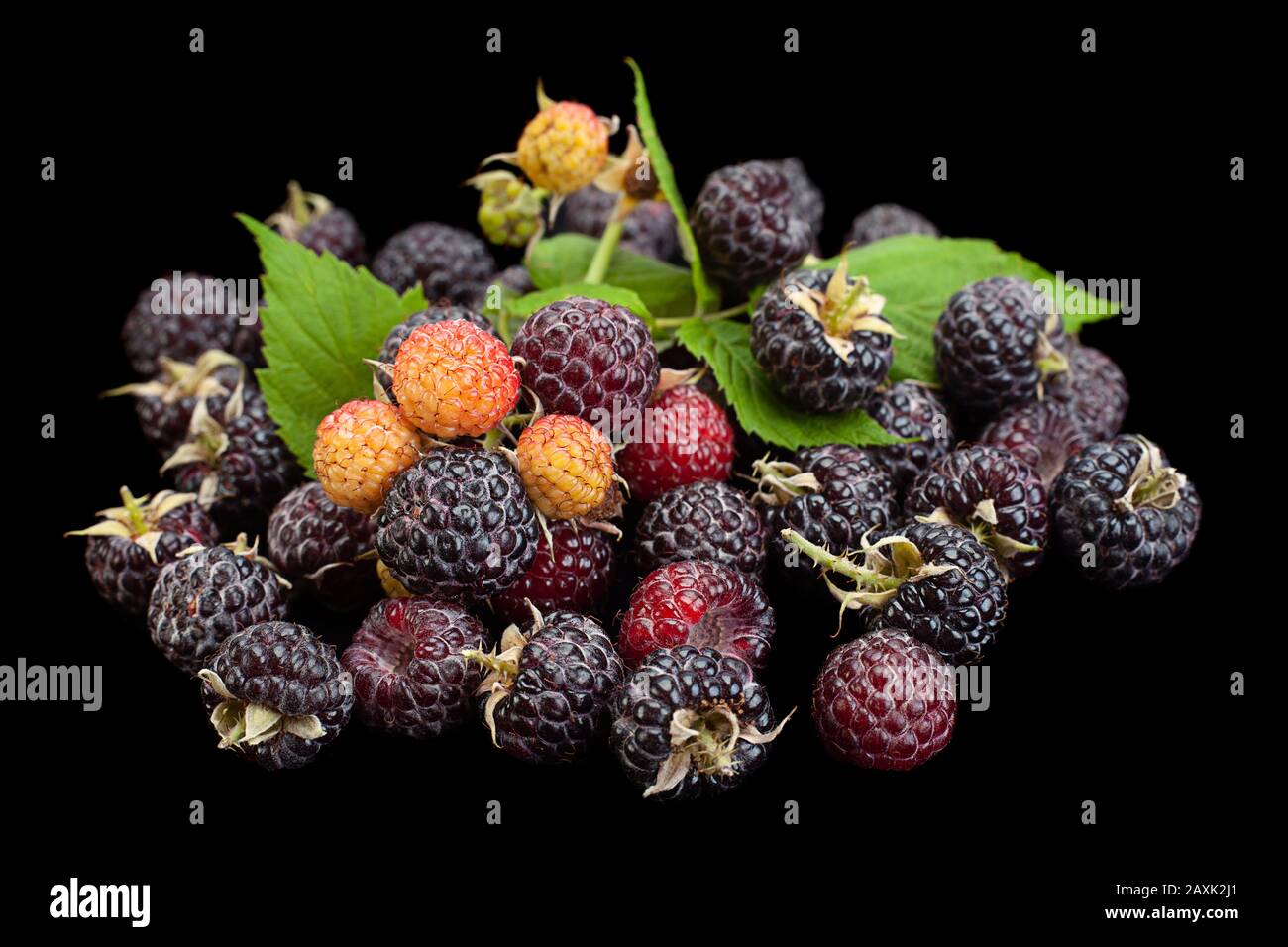 Cumberland black raspberry berry hi-res stock photography and images ...