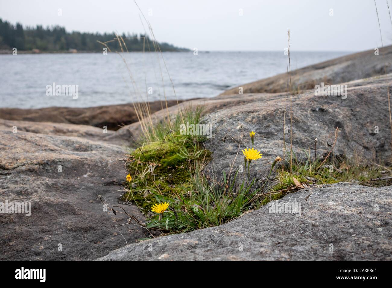 Sweden nature background hi-res stock photography and images - Alamy