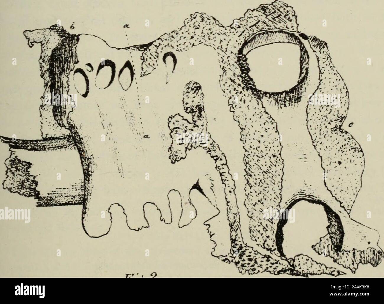 Transactions Of The Royal Society Of New Zealand Y Xr Je T F Fnetie Fi 2 J R 1h Yrom Ortfina Lj Fy Ucc Colenso On The Moa 81 Killed The Moa At Te Wairere On His Return To Hawaiki