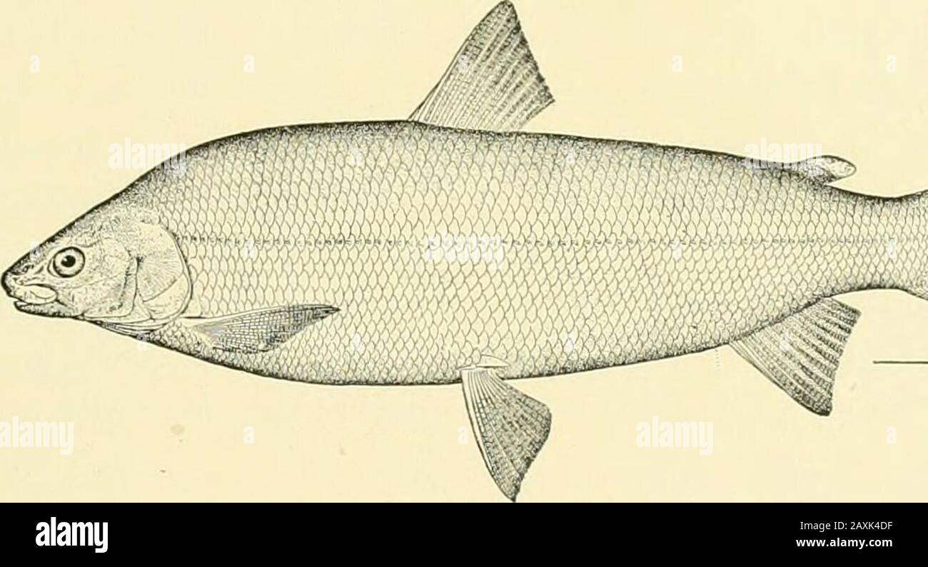 The food and game fishes of New York: . s small tubercles on the scales of the sides above and below the lateralline. TUli lUUU AND GAMK FISHES OF NEW VORK. 51. Common Whitefish {Corri^v/N/s clupcifoDiiis MitchiH). CorciTo/ii/s al/iiis Kirtlanh, Bost. Jour. Nat. Hist., Ill, 477, pi. XXVIII, fig. 3, 1841 ; DeK.av, N. V. Fauna, Fishes, 247, ]il. 76, iig, 240, 1842.Corigivii/s clupdfonnis Jorjian iv: Gili;ert, Bull. 16, U. S. Nat. Mus., 299, 1883 ; Bean, Fishes Penna., 67, color ). 3, 1893 ; Jordan & Evermann, Bull. 47, U. S. Nat. Mus., I, 465, 1S96, ]il. LXXI. fig. 202, 1900. The name Whitcfi Stock Photo
