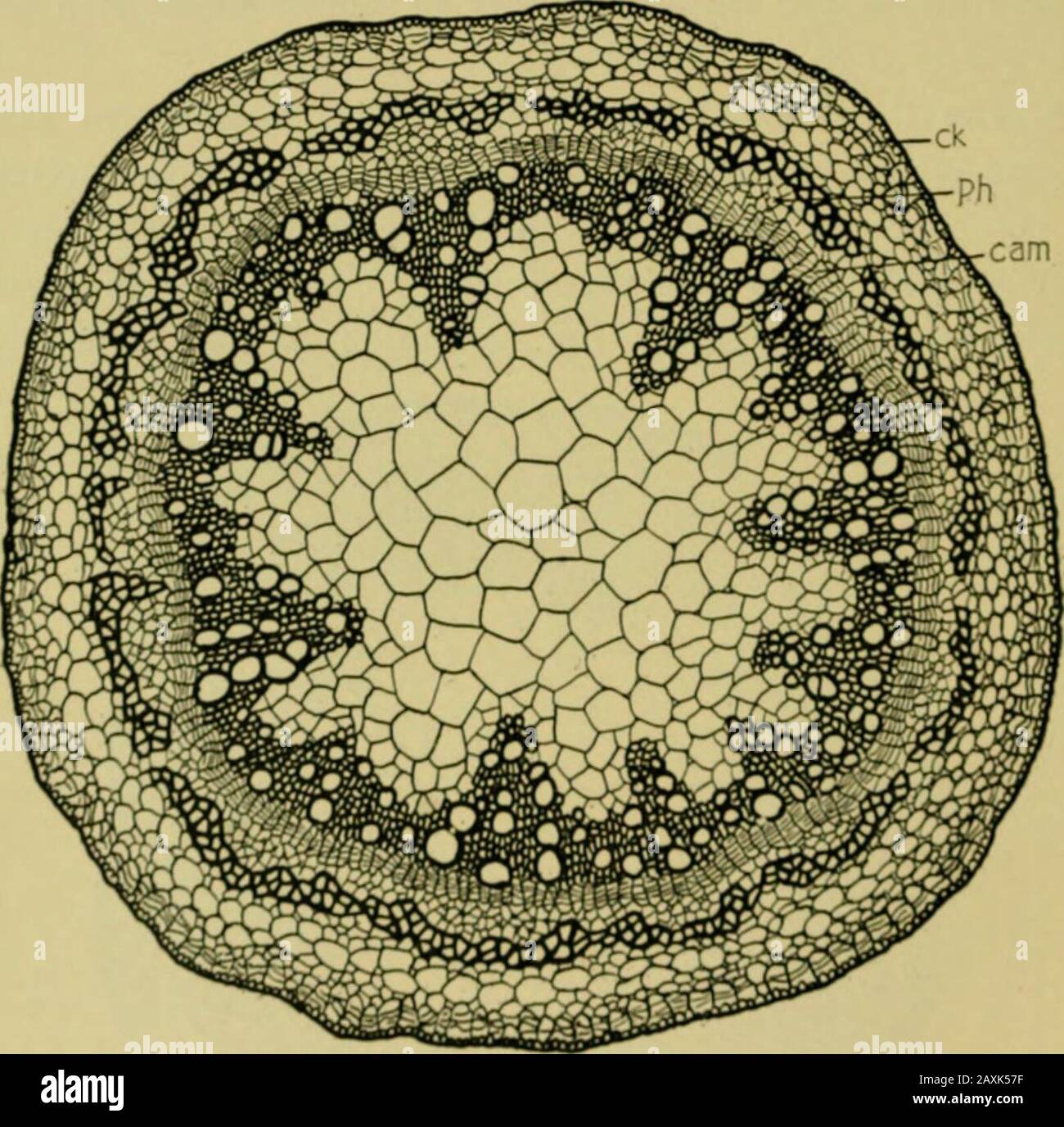 Nature and development of plants . cam Fig. 53. Cross-section of a stem of castor bean in which the formationof the cambium zone, cam, as a ring of regular cells, has been completed;p, pith; v, vascular bundles; st, stereome; c, cortex. Compare Fig. 39.—H. O. Hanson. THE CAMBIUM ZNE from the cambium. While the vascular bundles are verj smallit will be noticed that the parenchyma cells separating the vascu-lar bundles begin to divide so as to form a line of cells connectingthe cambium of each bundle (Fig. 52). In some cases thesedivisions are at firsl somewhal irregular but soon the growthresul Stock Photo